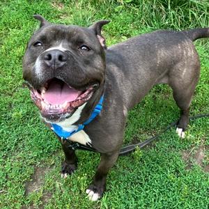 Bear, Mixed Breed, adult, available for adoption