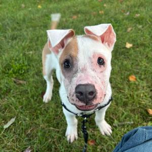 Almond, Mixed Breed, puppy, available for adoption