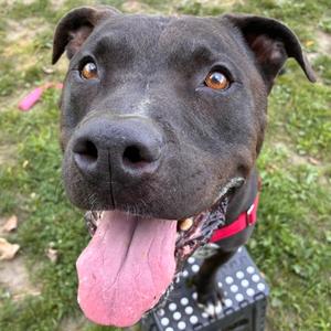 Alarik, Mixed Breed, senior, available for adoption