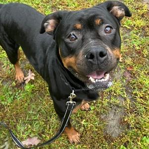 Elvira, Mixed Breed, adult, available for adoption