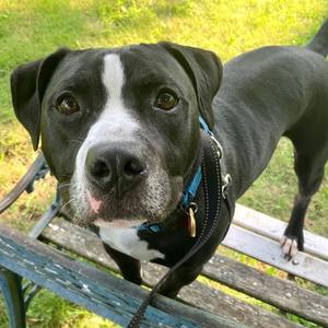 Deion, Mixed Breed, adult, available for adoption