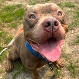 Bosco, Mixed Breed, adult, available for adoption