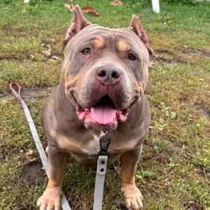 A brown and tan pit bull dog with a muscular build, standing on grass, wearing a leash, and looking directly at the camera with its mouth open and tongue out.