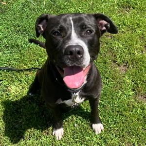 Ace, Mixed Breed, adult, available for adoption