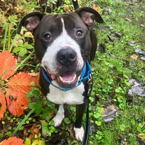 Chance, Mixed Breed, adult, available for adoption