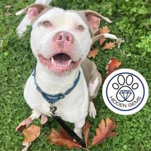 Champy, Mixed Breed, young, available for adoption