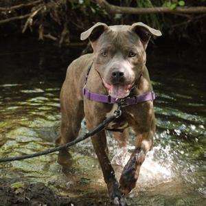 Cayman, Mixed Breed, adult, available for adoption