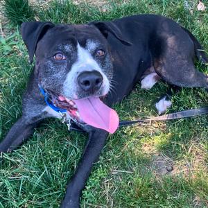 Barry, Mixed Breed, senior, available for adoption