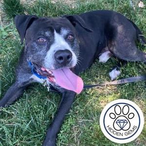 Barry, Mixed Breed, senior, available for adoption