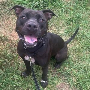 Apollo, Mixed Breed, adult, available for adoption