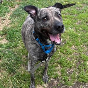Cypher, Mixed Breed, young, available for adoption