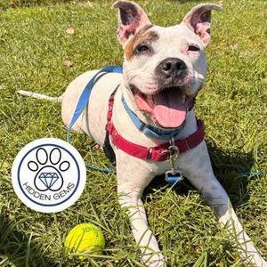 Aspen, Mixed Breed, adult, available for adoption