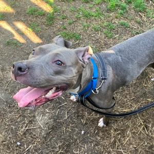 Elnina, Mixed Breed, adult, available for adoption