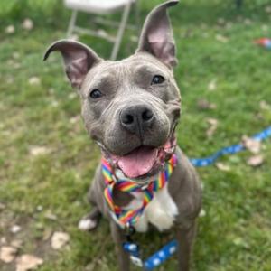 A happy gray dog with a rainbow bandana and blue leash, sitting on grass.
