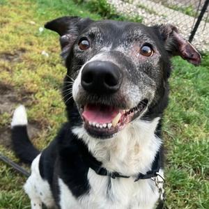 Charlie, Mixed Breed, senior, available for adoption