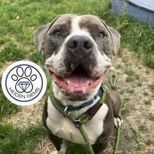 Bleu, Mixed Breed, adult, available for adoption