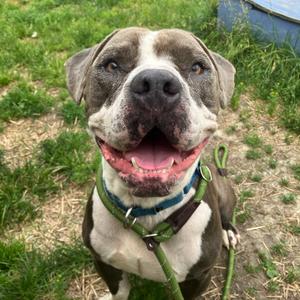 Bleu, Mixed Breed, adult, available for adoption