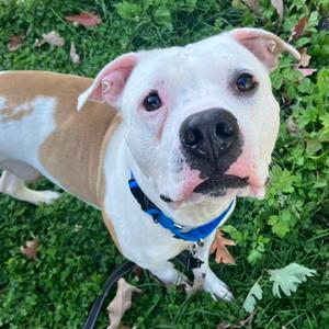 Dumae, Mixed Breed, adult, available for adoption