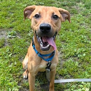 Falkreath, Mixed Breed, adult, available for adoption