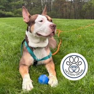 Atlas, Mixed Breed, adult, available for adoption