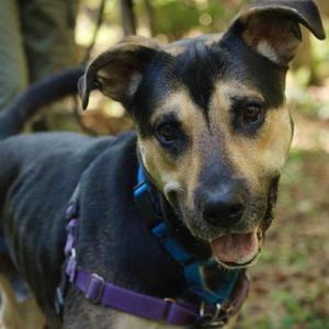 Bodhi, Mixed Breed, adult, available for adoption