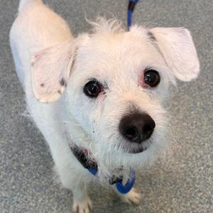 Dweezil, Mixed Breed, adult, available for adoption