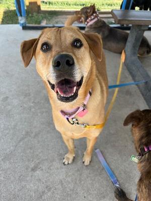 Mighty Max, Labrador Retriever / Mixed Breed, adult, available for adoption