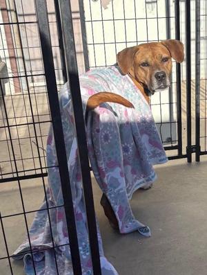 Foxx, Plott Hound / Mixed Breed, adult, available for adoption