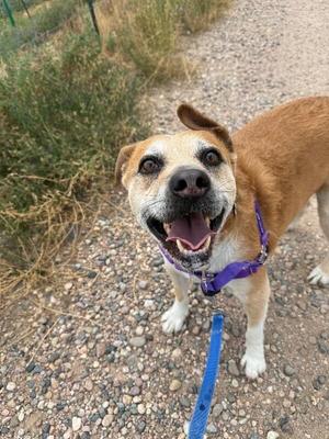 A brown and white dog with a purple collar and blue leash, smiling and looking up at the camera on a gravel path.