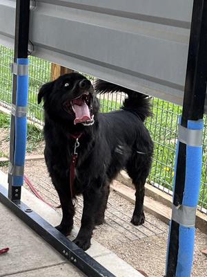 Tye Dye, Mixed Breed, adult, available for adoption