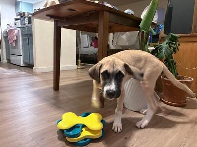 Titus, Saint Bernard / Mixed Breed, puppy, available for adoption