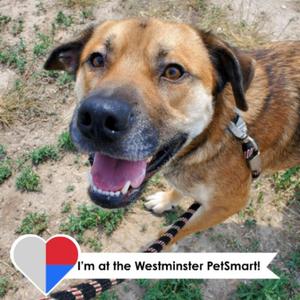 Sebastian, Shepherd / Mixed Breed, adult, available for adoption