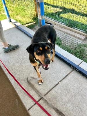 Canoe, Hound / Mixed Breed, adult, available for adoption