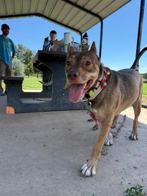 Thriller, Pit Bull Terrier / Mixed Breed, adult, available for adoption