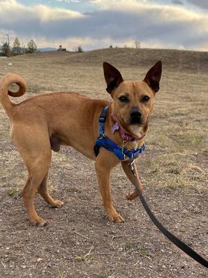 A brown dog wearing a blue harness and leash stands in a grassy field.