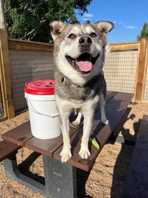 Hall, Husky / Mixed Breed, adult, available for adoption