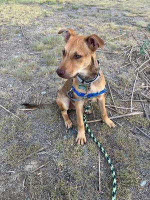 A brown dog with a blue harness sitting on a grassy field, holding a green and white rope leash.