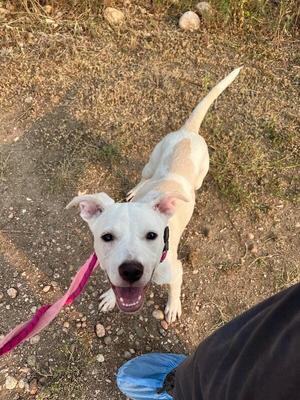 A white dog with a pink leash standing on a dirt path, looking up at the camera.
