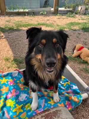 Iver, Australian Shepherd / Mixed Breed, adult, available for adoption