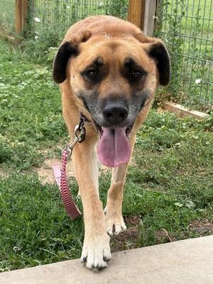 Mavery, Shepherd / Mixed Breed, senior, available for adoption