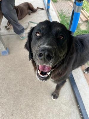 Tanner, Mixed Breed, adult, available for adoption