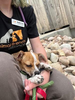 Katydid, Chihuahua / Mixed Breed, adult, available for adoption