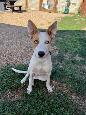 Mipha, Mixed Breed, adult, available for adoption