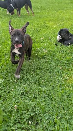 Ulysses, Pit Bull Terrier / Mixed Breed, puppy, available for adoption