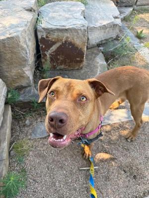 A brown dog with a pink collar and a blue and yellow leash is standing on a rocky path, looking up at the camera with its mouth open and tongue out.