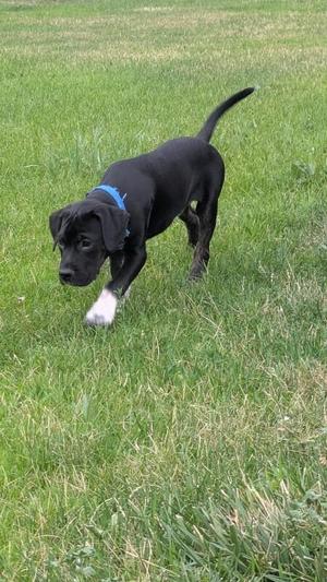 black puppy with white paws and a blue collar walking on grass