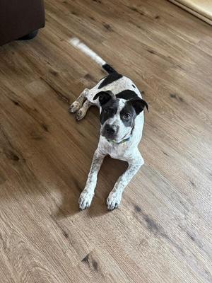 Vienna, Cattle Dog / Pit Bull Terrier, puppy, available for adoption