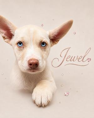 Jewel, Husky, young, available for adoption