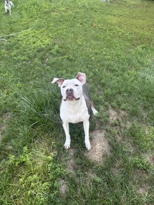 Bobo, Pit Bull Terrier, adult, available for adoption
