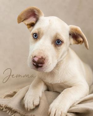 Jemma, Husky, young, available for adoption